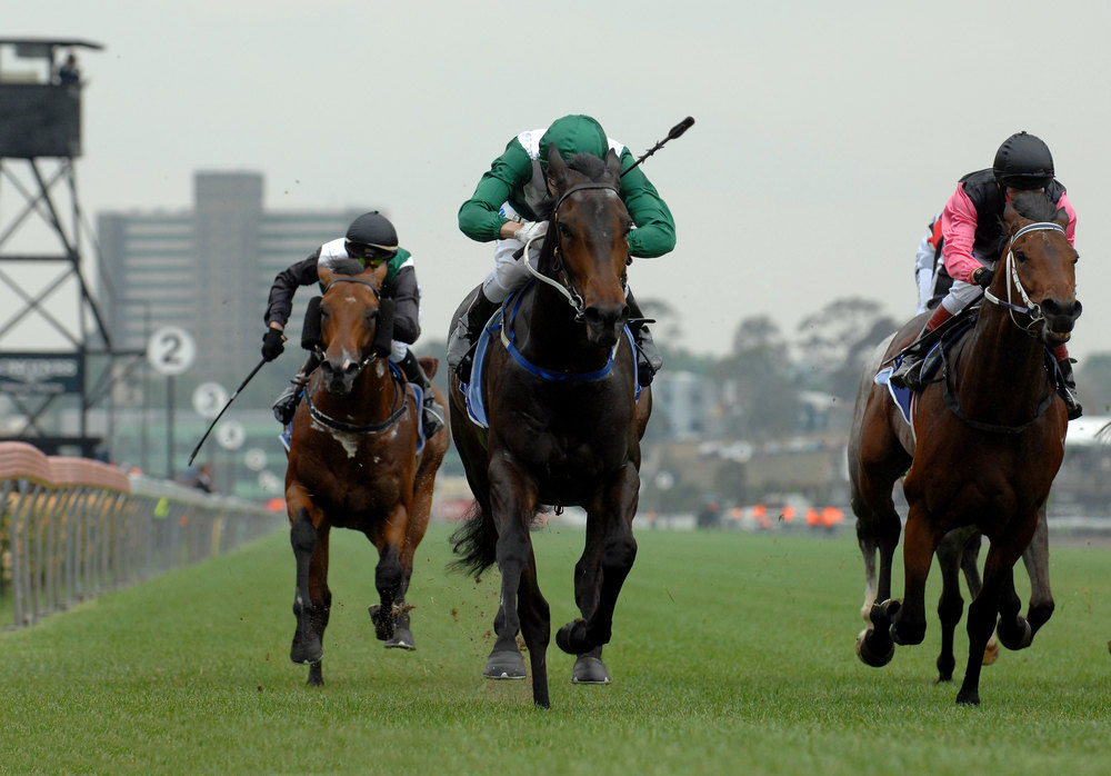 Horses racing image